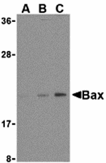 Anti-Bax Antibody