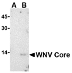 Anti-West Nile Virus Core Antibody