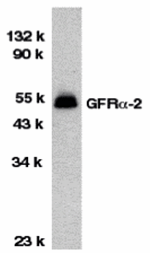 Anti-GFR alpha 2 Antibody