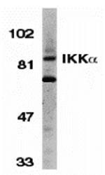 Anti-IKK alpha Antibody