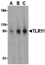 Anti-TLR11 Antibody