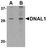 Anti-DNAL1 Antibody