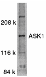 Anti-ASK1 Antibody