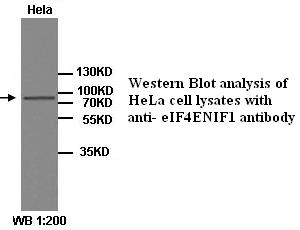 Anti-eIF4ENIF1 Antibody