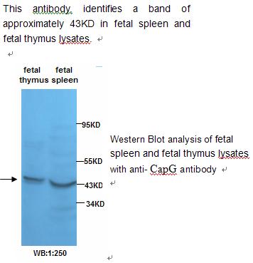 Anti-Actin Regulatory Protein CAPG Antibody