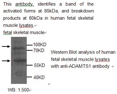 Anti-ADAMTS-1 Antibody