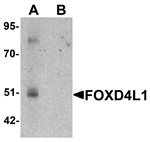 Anti-FOXD4L1 Antibody