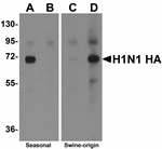 Anti-Seasonal H1N1 Hemagglutinin Antibody