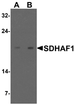 Anti-SDHAF1 Antibody