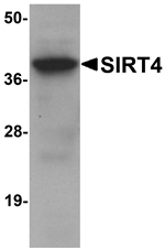 Anti-SIRT4 Antibody