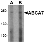 Anti-ABCA7 Antibody