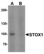 Anti-STOX1 Antibody