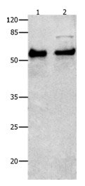 Anti-SMAD4 Antibody