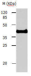 Anti-AVEN Antibody