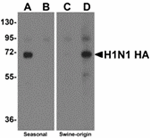 Anti-Swine H1N1 Hemagglutinin Antibody