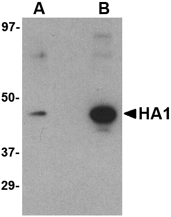 Anti-Hemagglutinin Antibody