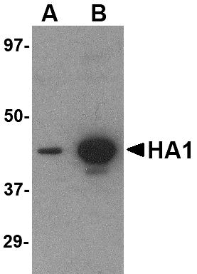 Anti-Hemagglutinin Antibody