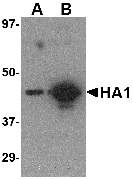 Anti-Hemagglutinin Antibody