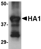 Anti-Hemagglutinin Antibody