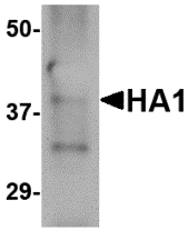 Anti-Hemagglutinin Antibody