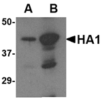 Anti-Avian Influenza Hemagglutinin 2 Antibody