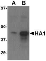 Anti-Avian Influenza Hemagglutinin 3 Antibody