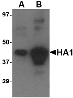 Anti-Avian Influenza Hemagglutinin 4 Antibody