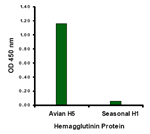 Anti-Avian Influenza Hemagglutinin 1 Antibody