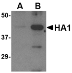 Anti-Avian Influenza Hemagglutinin Antibody