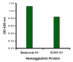 Anti-Seasonal H1N1 Hemagglutinin Antibody