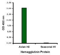 Anti-Hemagglutinin Antibody