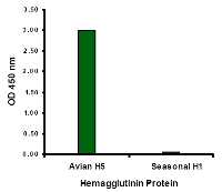 Anti-Hemagglutinin Antibody