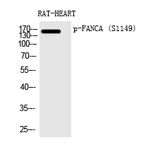 Anti-FANCA (Phospho-Ser1149) Antibody