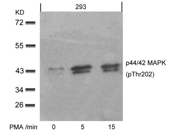 Anti-p44 / 42 MAP Kinase (Phospho-Thr202) Antibody