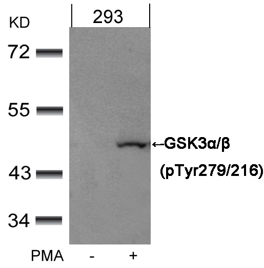 Anti-GSK3alpha / beta (Phospho-Tyr279 / 216) Antibody