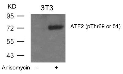 Anti-ATF2 (Phospho-Thr69 or 51) Antibody