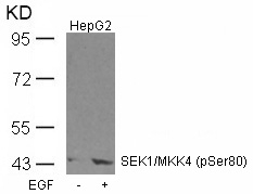 Anti-SEK1 / MKK4 (Phospho-Ser80) Antibody