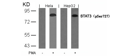 Anti-STAT3 (Phospho-Ser727) Antibody