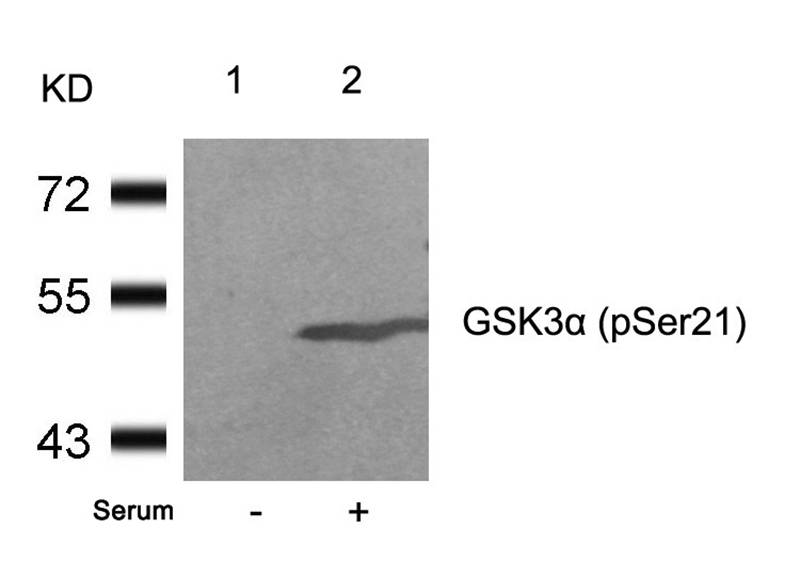 Anti-GSK3a (Phospho-Ser21) Antibody