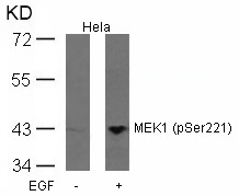 Anti-MEK1 (Phospho-Ser221) Antibody