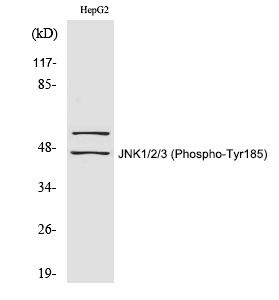 Anti-JNK1 / 2 / 3 (Phospho-Tyr185) Antibody