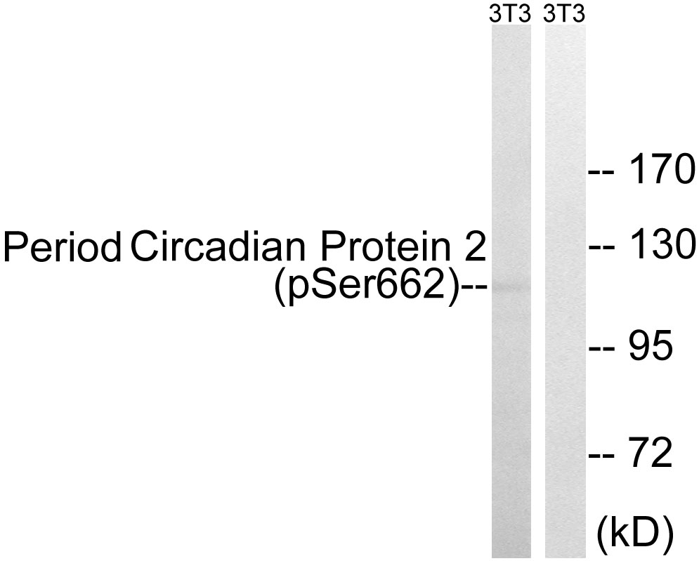 Anti-Period Circadian Protein 2 (Phospho-Ser662) Antibody