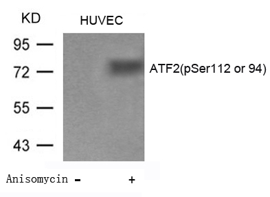 Anti-ATF2 (Phospho-Ser112 or 94) Antibody