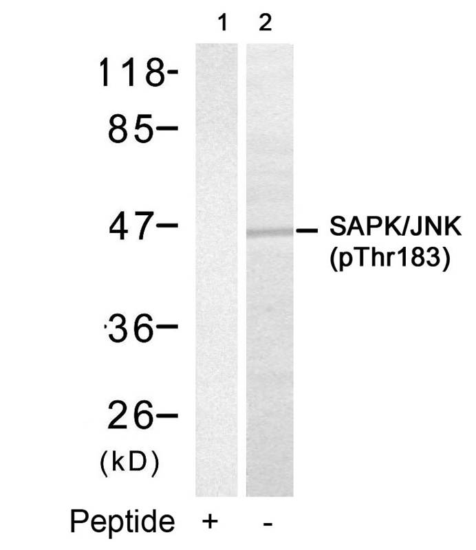 Anti-SAPK / JNK (Phospho-Thr183) Antibody