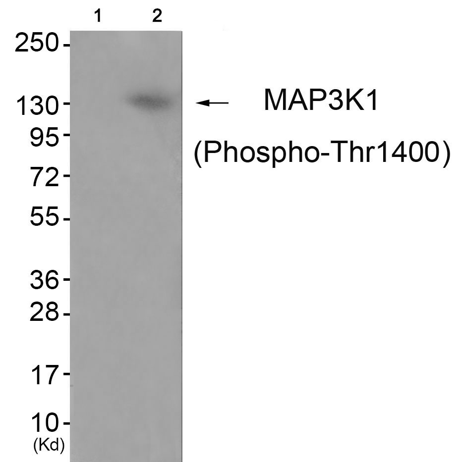 Anti-MAP3K1 (Phospho-Thr1402) Antibody