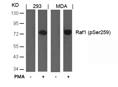 Anti-Raf1 (Phospho-Ser259) Antibody