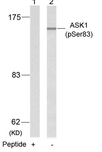 Anti-ASK1 (Phospho-Ser83) Antibody