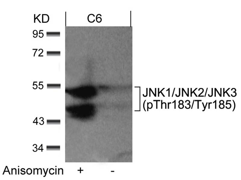 Anti-JNK1 / JNK2 / JNK3 (phospho-Thr183 / Tyr185) Antibody