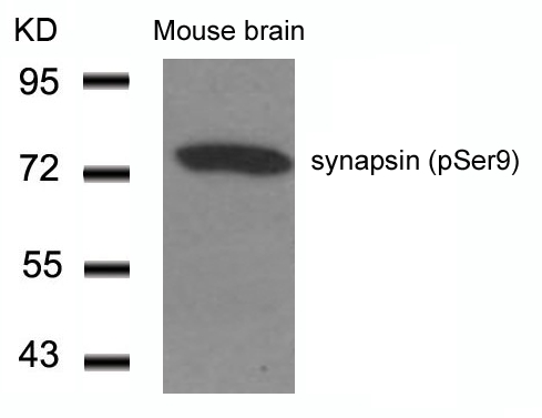 Anti-synapsin (Phospho-Ser9) Antibody