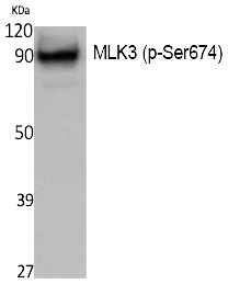 Anti-MLK3 (Phospho-Ser674) Antibody